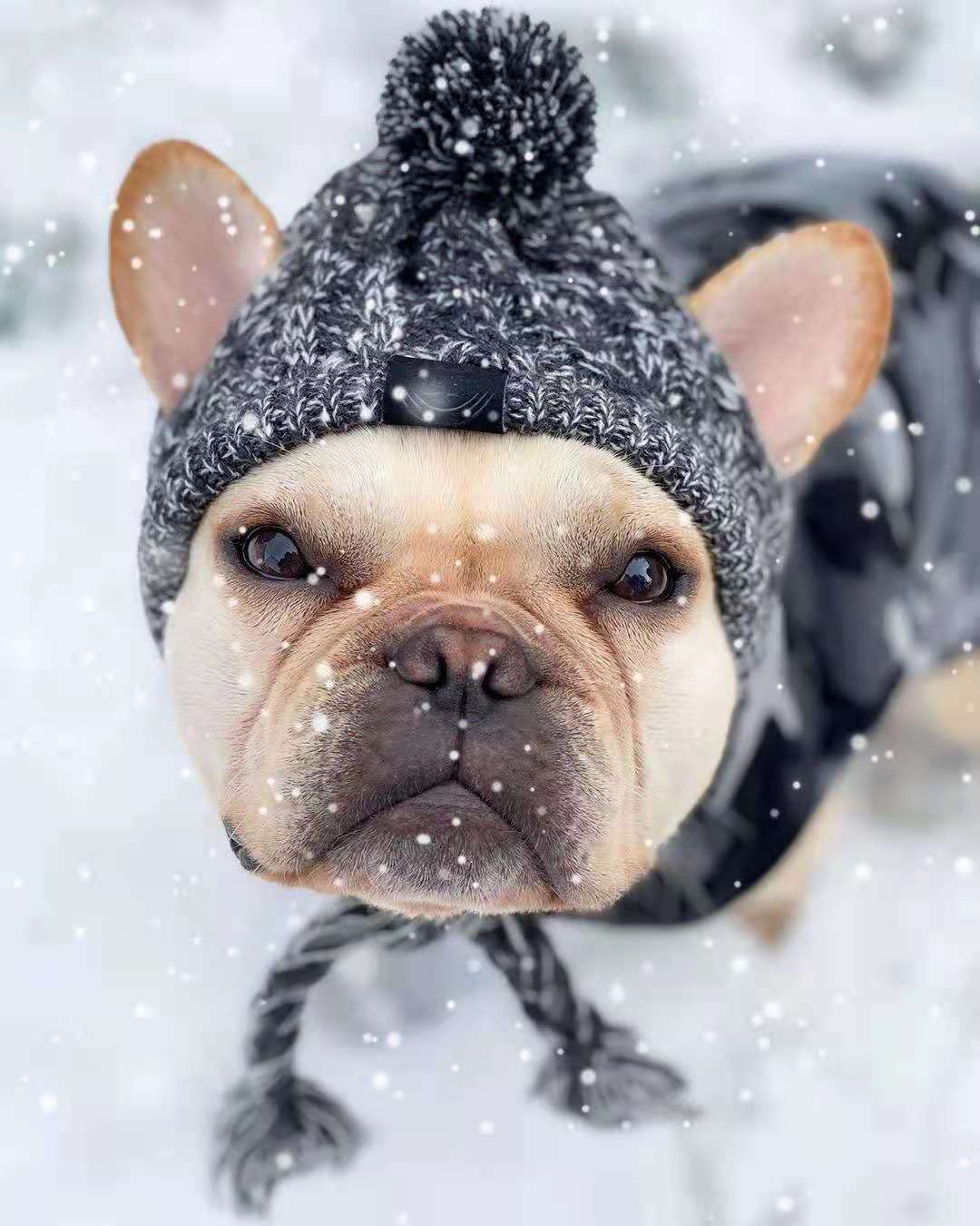 Cosy Knitted Pet Hat – Cats & Dogs | All Seasons - BsBuy